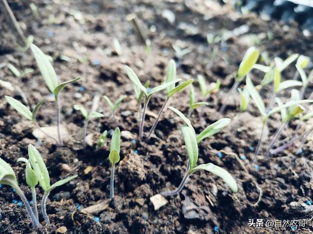 明日春分 这10多种蔬菜可以开始种 抓住黄金播种期