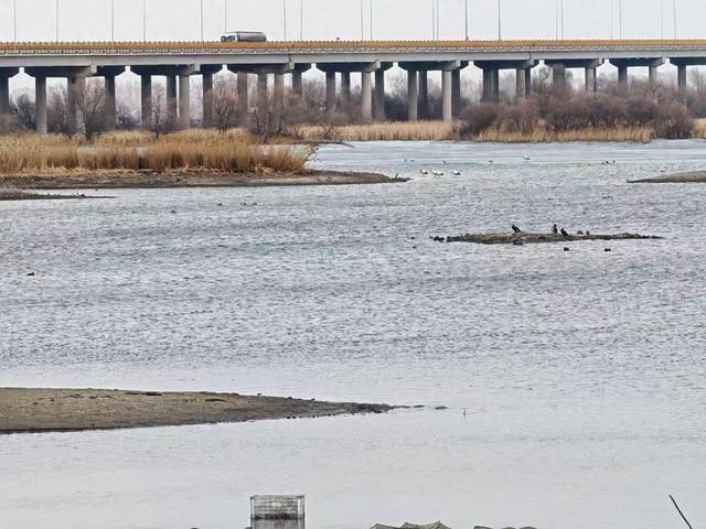 30只“鸟中大熊猫”空降松花江