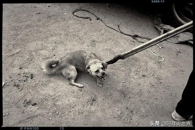 一条疯狗冲进家中咬人被老人打晕 自保行为获法律支持