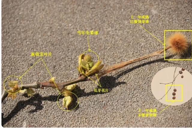 别人的春和景明 我的氯雷他定：过敏季来袭