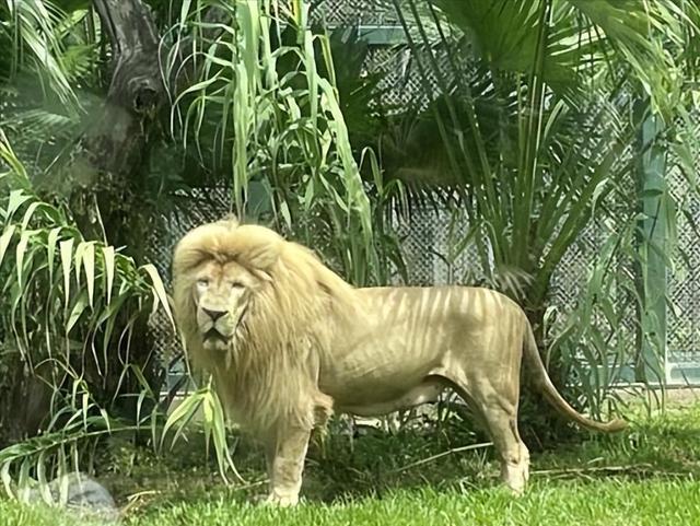 长隆动物园狮子被雨淋成齐刘海 自然造型引热议