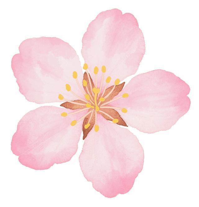 春日顶流！武汉樱花雨浪漫出圈 粉色狂欢席卷全城