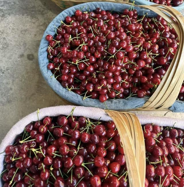 80元一公斤的樱桃上市 春日尝鲜正那时