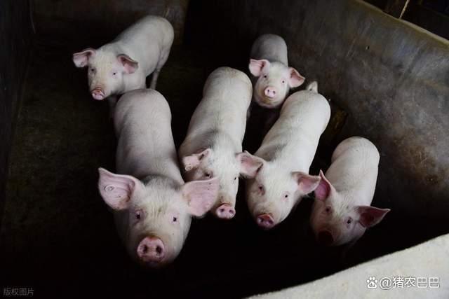 猪价“猛烈下跌” 再次跌破新低