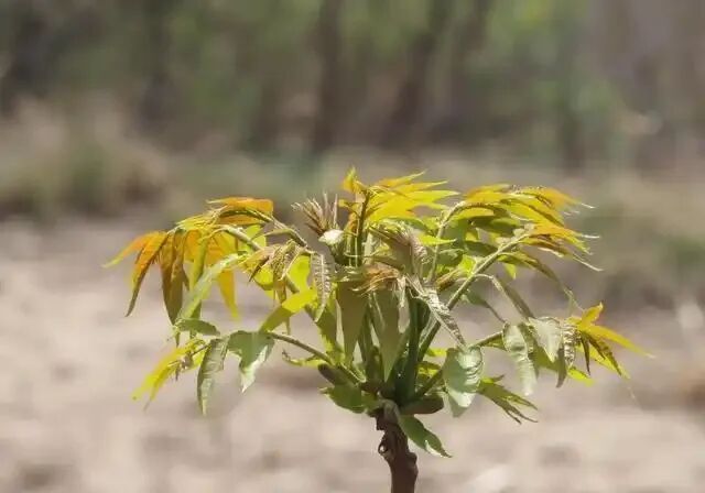 男子家核桃树新芽被游客当香椿采摘：这是核桃树芽，不是香椿，不能炒鸡蛋