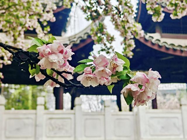 檐角凝珠落，海棠带湿痕，雨后赏花别有一番景致