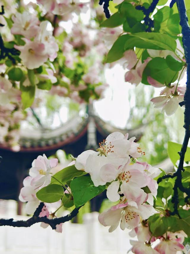 檐角凝珠落，海棠带湿痕，雨后赏花别有一番景致 清润诗意入骨