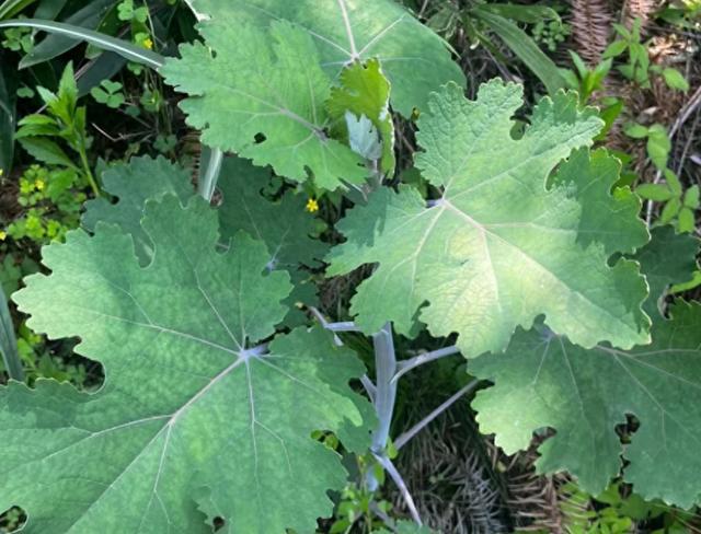 男子自制“凉茶”喝进ICU 误食毒草险丧命