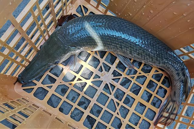 淄博小区水池“怪鱼”被捕获 鳄雀鳝惊现社区