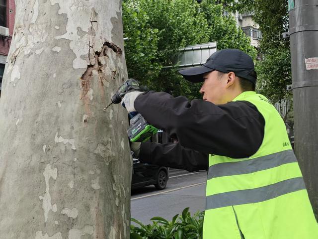武汉一地给法桐“打针”抑制飞絮 新尝试获居民点赞