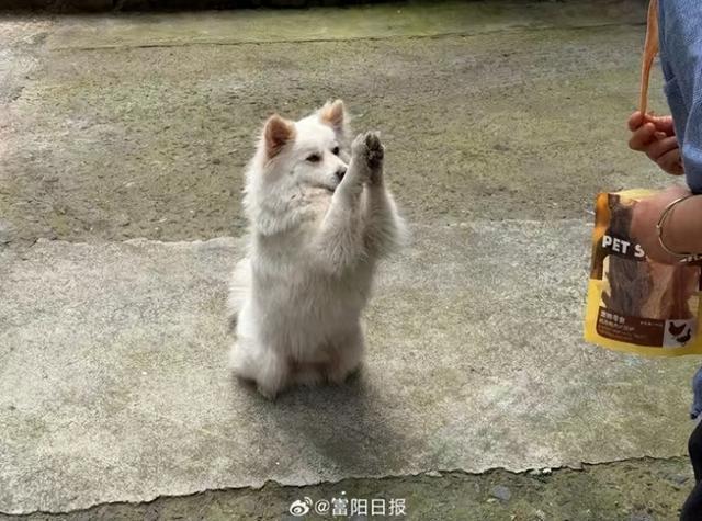 小狗失蹤7天憑看懂紅綠燈本領(lǐng)回家 奇跡般的歸途