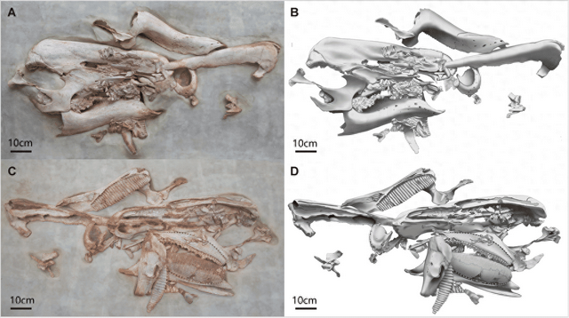 重庆发现全新恐龙