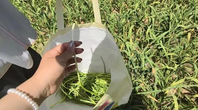 免费抽蒜薹持续近一个月 助农行动火热进行