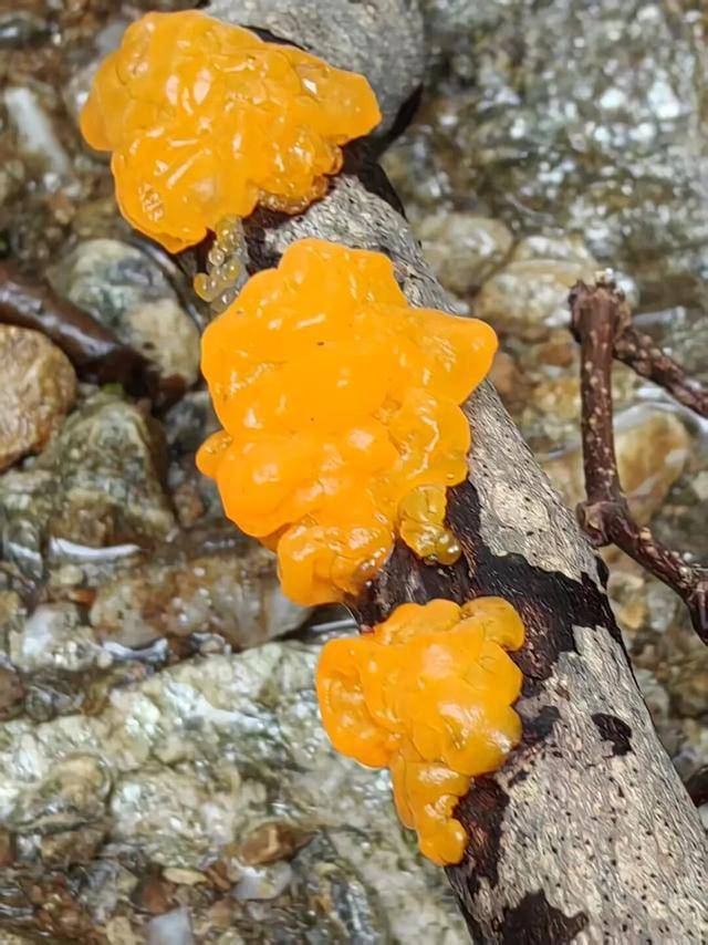 武汉首次发现金耳野生种群 珍稀菌类现身