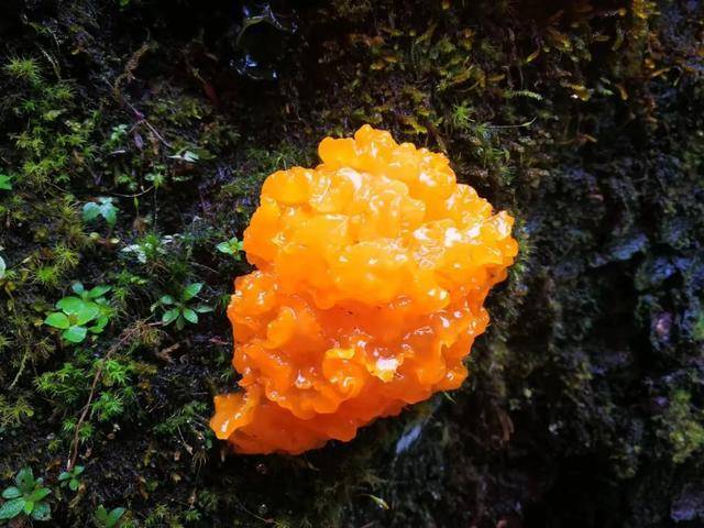 武汉首次发现金耳野生种群 珍稀菌类现身