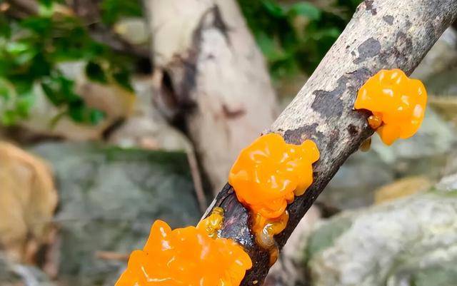 武汉首次发现金耳野生种群 珍稀菌类现身