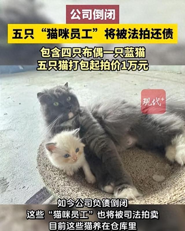 公司欠债倒闭 5只猫咪员工被法拍
