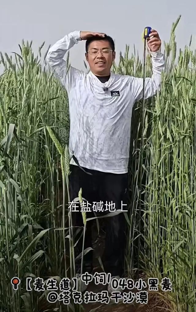 小黑麦在沙漠中已一人多高 袁隆平团队实现“禾下乘凉梦”
