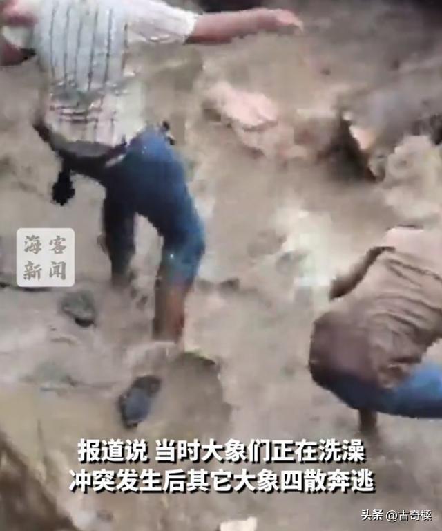 印度大象打架女游客被砸身亡 悲剧引发安全警示