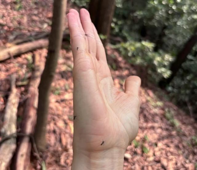 蚊子鸿门宴？一天能消灭3万只蚊子 杭州无蚊公园引关注