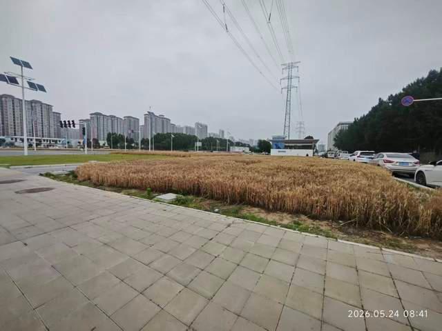 綠化帶種糧？鄭州：收割后重種 復(fù)耕與綠化并行