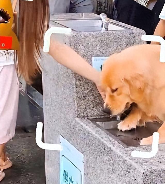 宠物狗趴在人用直饮水供水点喝水