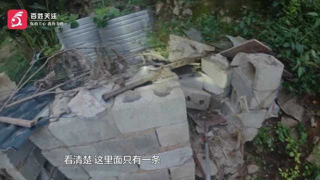 2米長眼鏡王蛇闖入農(nóng)戶家咬死一只雞 消防員智勇擒巨蛇