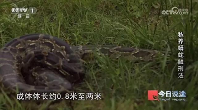男子在小区里养300多条蟒蛇