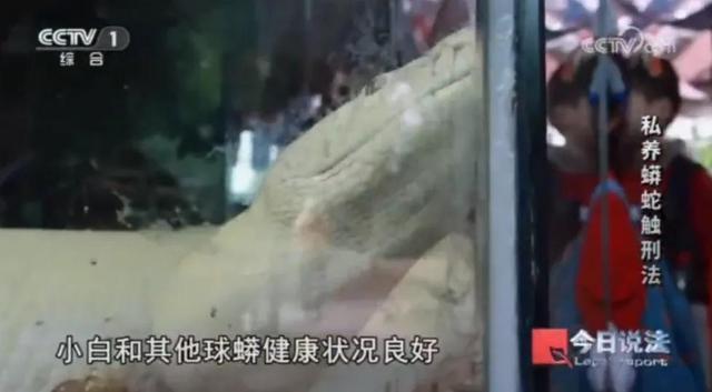 男子在小区里养300多条蟒蛇 非法饲养引发关注