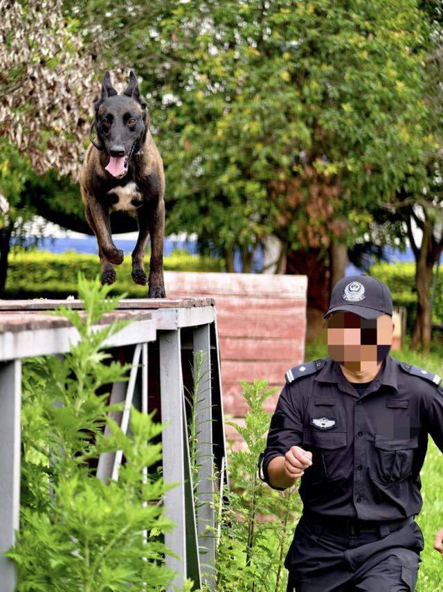 民警坠楼负伤缉毒犬苦等半年 忠诚守候终重逢