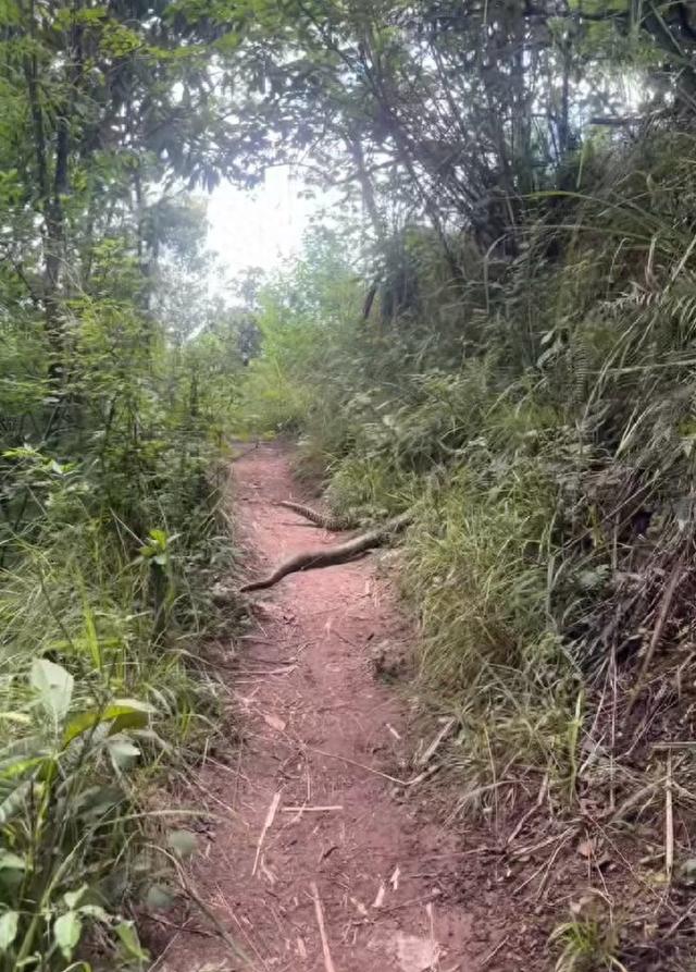 拍摄者回应手臂粗巨蛇视频被指伪造
