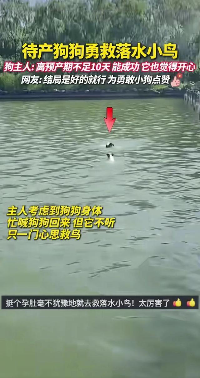 待产狗狗勇救落水小鸟 本能善意感动人心