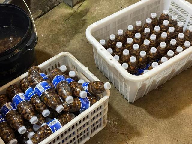 男子养蝉一晚抓上万只:1元1个不愁卖 夏日里的金蝉商机