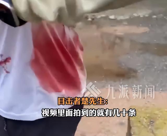 男子身上被爬满蚂蟥目击者发声 高海拔区域易遇险