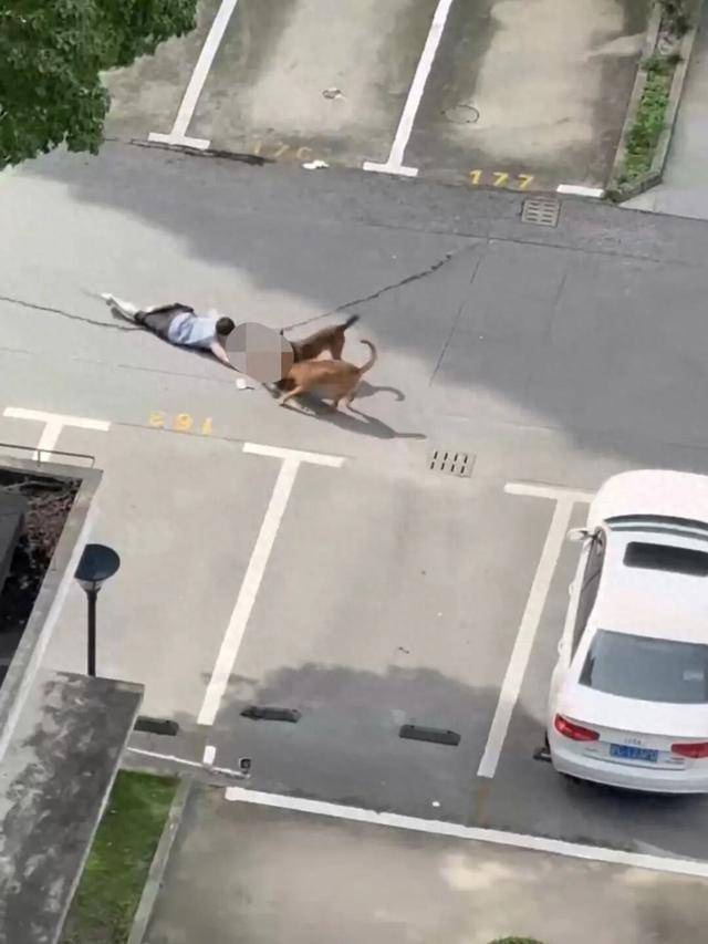 一小区两只狗咬住一幼童拖行