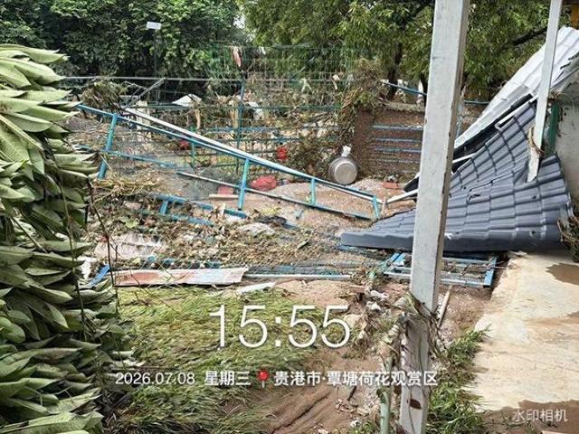 贵港动物园狮子被洪水吓呆
