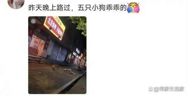 投喂流浪狗15年烤鸭店婉拒网购订单 温柔秩序感动人心
