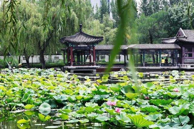 夏季的最后一个节气来了 大暑至，炎热极