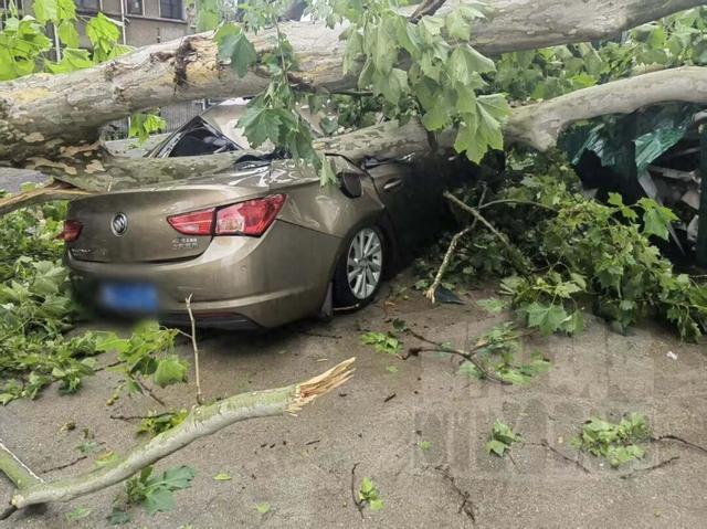 轿车遭白蚁蛀空的老树砸报废
