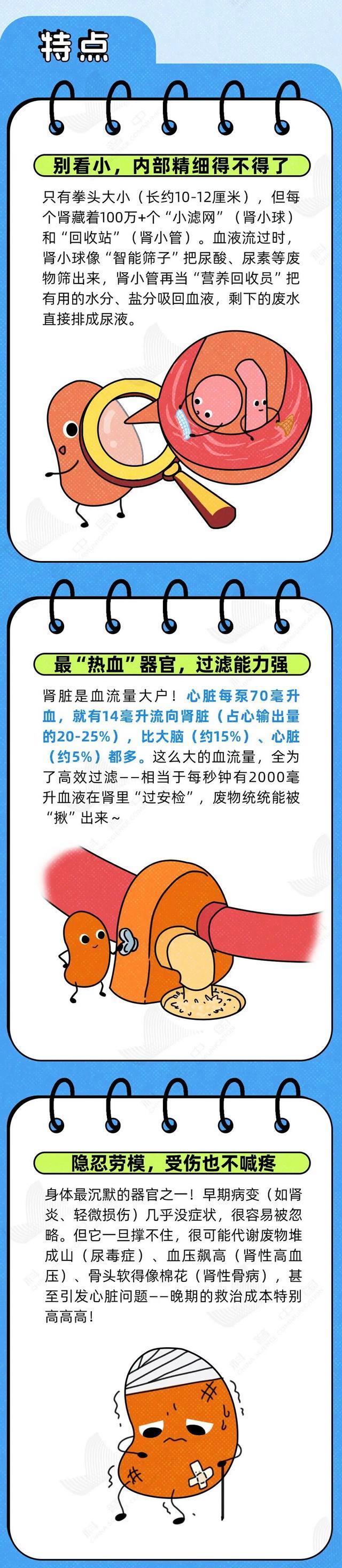 肾最“怕”的6种行为 专家提醒注意