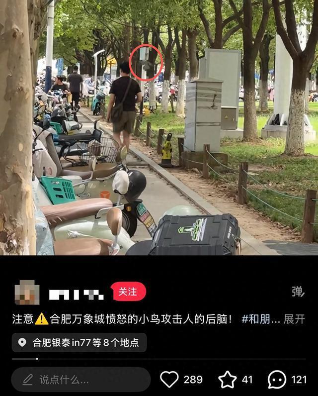 安徽省鸟公园护雏俯冲啄扑路人,这些事千万别做小心被报复!_新闻频道_中华网