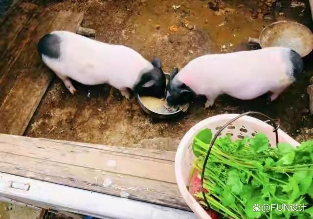 “泔水喂猪”被正式写入禁令 切断非洲猪瘟传播链