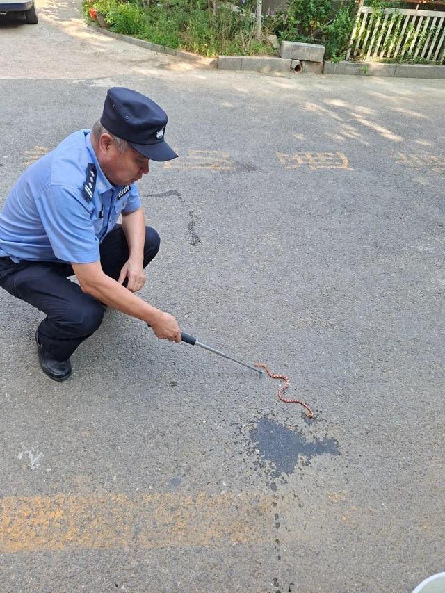小区突现毒蛇 民警出手擒获
