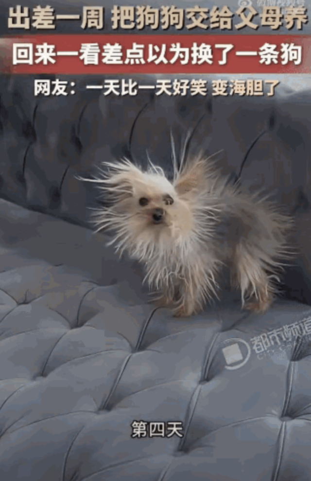 精致小狗放爸妈家一周大变样 从名媛到海胆