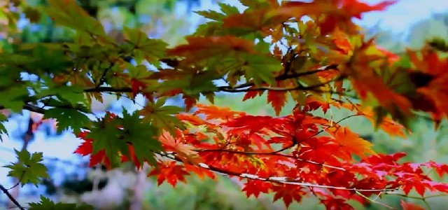 晚秋，那片飘落的红叶——王兆立用诗歌诉说生命之静美