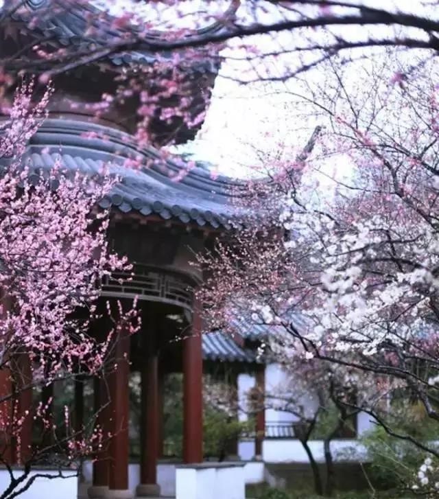 春天来了 你还傻傻分不清桃花 杏花 樱花 梨花 李花 海棠花 中华网