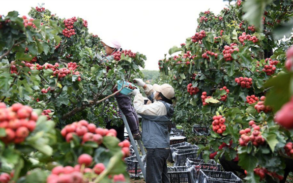 世界粮食日：金秋时节喜丰收 不负好“食”光