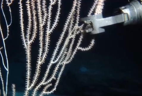 "海洋地質六號"發(fā)現(xiàn)了哪些深海寶藏？