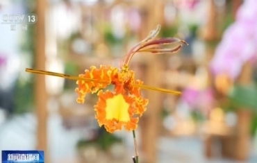 年宵花创意焕新 多地年味别样浓