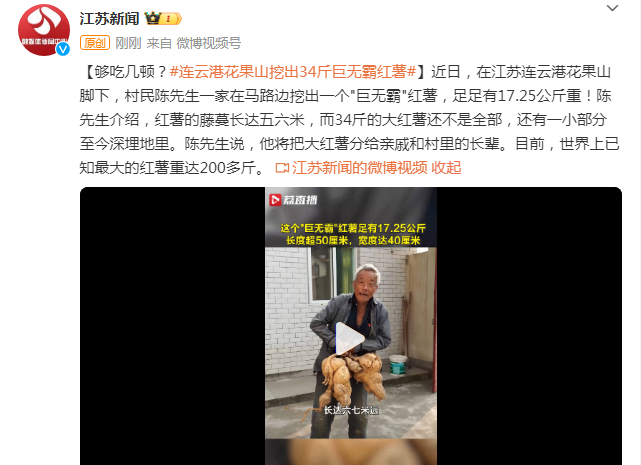 连云港花果山挖出34斤巨无霸红薯